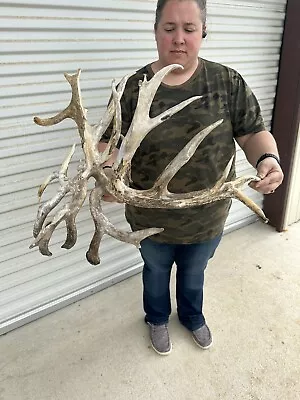 Huge Freak Whitetail Deer Antlers Cuts Sheds Rack Taxidermy Mount Cabin Decor • $149.94