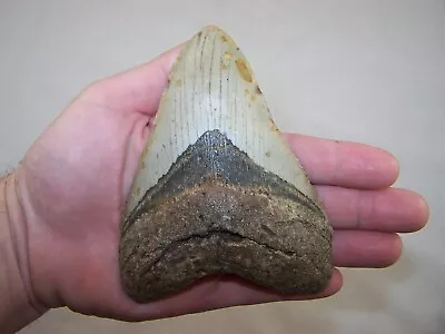 5.22  MEGALODON Fossil Shark Tooth Teeth / 12.9 Oz /NO RESTORATION /Not Dinosaur • $99