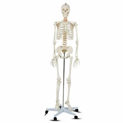 70.8  Life-size Skeleton Model Medical School Human Anatomy  W/Rolling Stand • $129.99