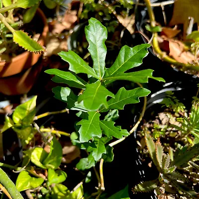 Florida Live Oak Sapling Seedling Shade Tree Plant • $12.99