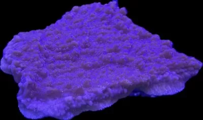 Live Coral Montipora Purple Cap 3/4 + • $10