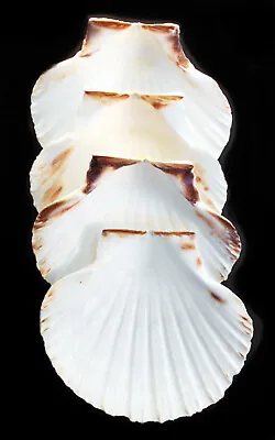 $10.79 • Buy 4 XL White Irish Baking Scallop Shells (4.5-5 ) Restaurant Quality Beach Dining