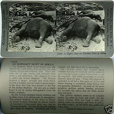 Keystone Stereoview Of An Elephant Hunt Africa From The 600/1200 Card Set #804 • $0.99