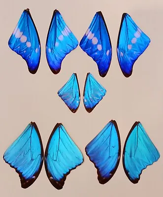 10 Pieces Hassorted Blue Morpho  Butterfly Wings Jewelry Artwork  • $60