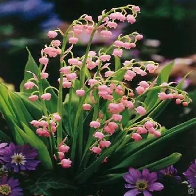 Pink Lily Of The Valley (Convallaria Majalis Rosea) Plant In A 13cm Pot • £8.99