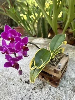  P Phal. Sogo Vivien - (micro-mini) Variegated Foliage    • $45