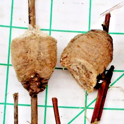 TWO Praying Mantis Egg Cases Ootheca For 2024 Hatch 2 Piece Order • $14.95