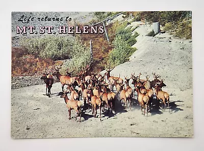 Vintage 1988 Life Returns To Mt St Helens Washington Postcard Unused Elk Animal • $3