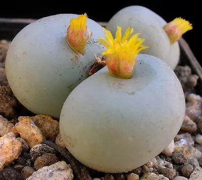 Conophytum Calculus Exotic Cactus Rare Living Stones Mesemb Cacti Seed 100 SEEDS • $16.99