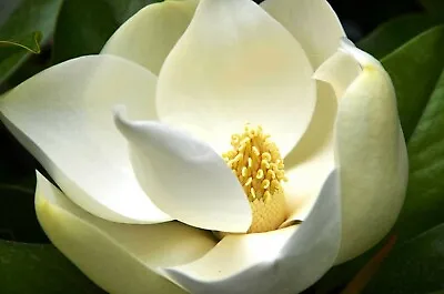 Magnolia Grandiflora | Southern Magnolias | Bull Bay | 10_Seeds • $7.95