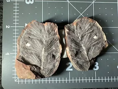 ➤  2 Inch Mazon Creek ASTEROPHYLLITES EQUISETIFORMIS BRONGNIART Fern Fossil ➤005 • $43.10