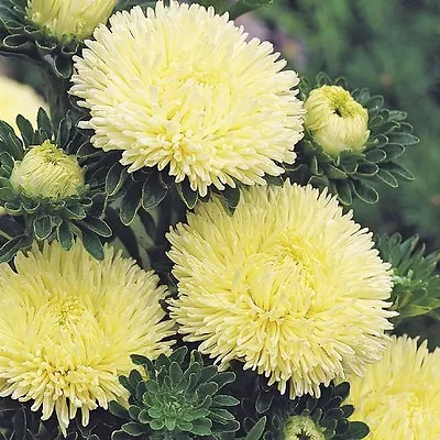 ASTER Ostrich Feathers Yellow  50 Seeds Flower • $3