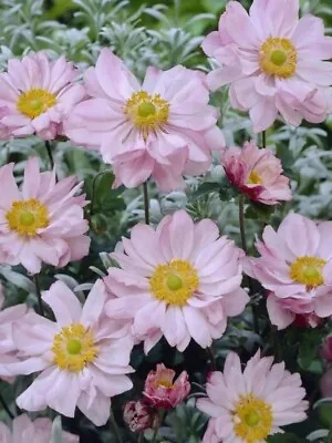 20 SEEDS Anemone X Hybrida Japanese Anemone  HARDY PERENNIAL • £1.99