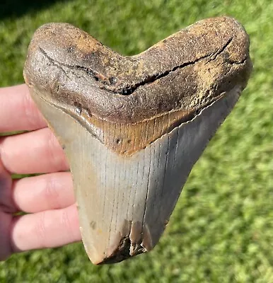 Fossil Megalodon Sharks Tooth HUGE 4.05” Meg Meglodon Miocene North Carolina • $21