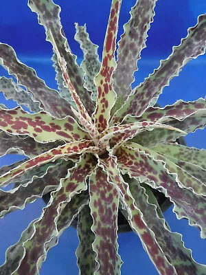  Mint Chocolate Chip  Mangave STARTER Plants Agave & Manfreda Hybrid 4 -8  Wide • $14.99