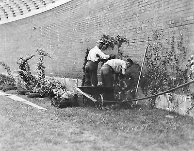  CUBS PLANTING THE IVY AT WRIGLEY FIELD FOR THE FIRST TIME !!!! Photo 8x10  • $4.95