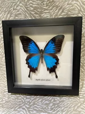 Real Butterfly Framed Papilio Ulysses Metallic Peacock Mounted In Shadow Box • $14.99