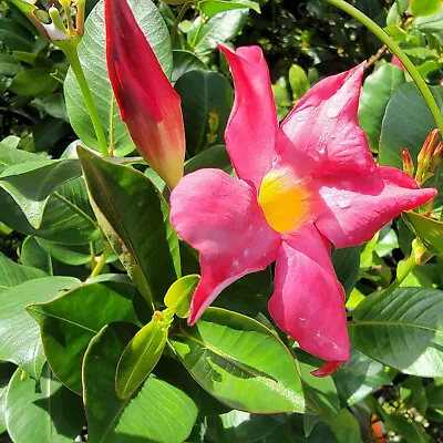  RED RIDING HOOD Pink Mandevilla Tropical Flowering Vine Plant Brazilian Jasmine • $29.99