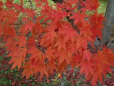 $6.75 • Buy Red Japanese Maple, Acer(Palmatum Atropurpureum) 25 Tree Seeds, 11/2022 Harvest