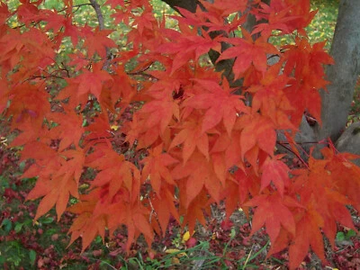 $6.75 • Buy Red Japanese Maple, Acer(Palmatum Atropurpureum) 25 Tree Seeds, 11/2022 Harvest