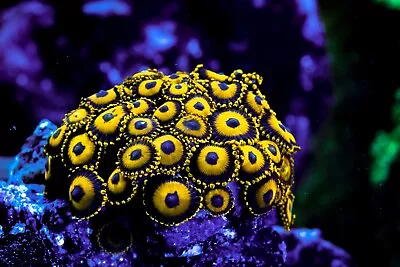 La Lakers Zoanthid • $19.99