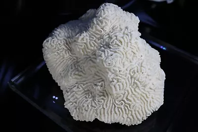 $125 • Buy Stunning Brain Coral Fossil Display Piece  FREE Ship!