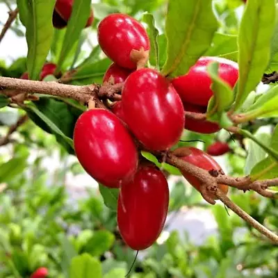 Miracle Fruit Plant Miracle Berry Rare Synsepalum Dulcificum Tree Tall 15 Inchs • $159