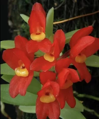 Fernandezia Maculata Rare Miniature Orchid Species Bloom Size • $79.99