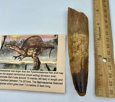 Huge Spinosaurus 5 1/2” Tooth Dinosaur Fossil Before T Rex Cretaceous AC17 • £236.69