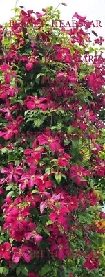 £19.99 • Buy Clematis Madame Julia Correvon Hardy Perennial Garden Climber Plant Cut Back
