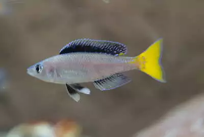 Cyprichromis Leptosoma Mpulungu Tanganyika Cichlid 4cm • £25