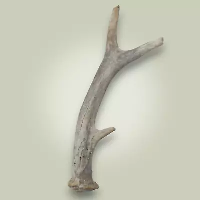 Naturally Shed Mule Deer Antler Single 2 Point Grade C  - TINY! - $.99 !! • $0.99