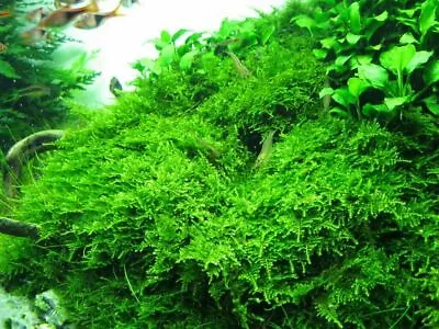 £3.99 • Buy 5g - 100g Java Moss Carpeting Live Aquatic Guppy Shrimp Aquarium Plant UK