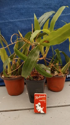 $29 • Buy  orchid Plants 3 Coelogyne Species