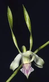 $14 • Buy ORCHID  Dendrobium Antennatum - AAUSTRALIAN - NEW GUINEA SPECIES