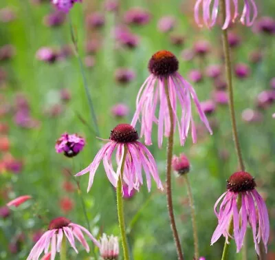 ORGANIC - 20 Seeds Perennial Echinacea Pallida UK Seeds Non GMO • £5.20