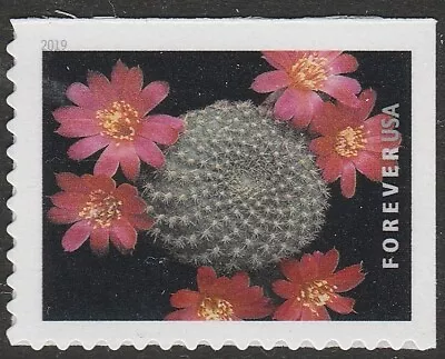 US 5351 Cactus Flowers Rebutia Minuscula F Single MNH 2019 • $4.50