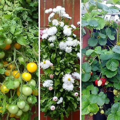 Flower / Vegetable Planter Wall Mounted Space Saver Ingenious Watering System • £19.95