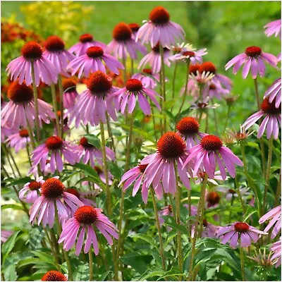 ECHINACEA PURPUREA 30 Seeds IMMUNE BOOST Medicinal Herb Garden HERBAL REMEDY TEA • $4.99