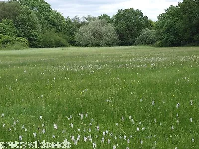 MEADOW GRASS SEEDS MIXTURE 10 SPECIES + CLOVER PASTURE 20g To 20Kg Wholesale • £2.99