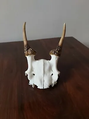 Fallow Buck Pricket Deer Skull Taxidermy Antlers  • £39.99