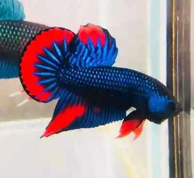 Live Betta Fish Blue Imbellis Red Male -Our Choice Betta-Ready To Ship In USA • $25