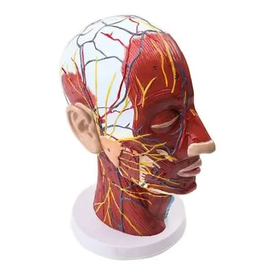 Human Facial Nerve Blood Vessel Muscle Anatomy Model Medical Teaching Tools • $87.79