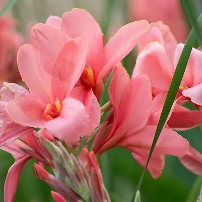 Canna THAI PRINCESS  5 SEEDS .FRESH VIABLE SEEDS OF THIS TROPICAL EXOTIC PLANT • £3.95