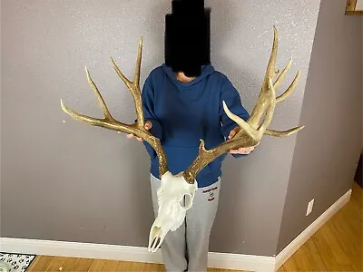 BIG European Fake Skull Mule Deer Antlers Set Wild Idaho Horns Mount 9x5  177”+ • $369.99