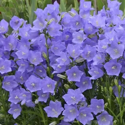 Campanula Persicifolia 'Blue' / Fairy Bellflower / Very Hardy / 1000 Seeds • £1.59