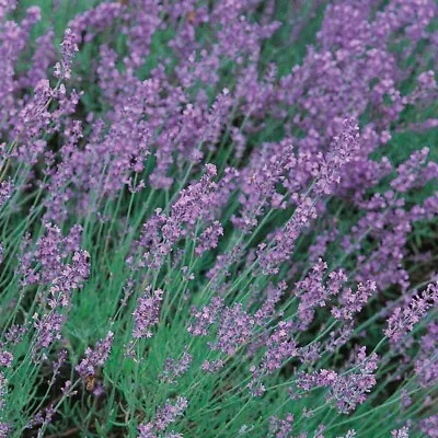 Lavender Seeds Vera 300 Fresh Herb Seeds For Planting UK English Lavender Flower • £2.25