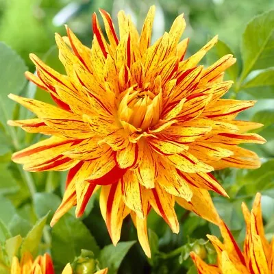 1 Dahlia  ' STRIPED VULCAN ' Tuber Giant Flowering Cactus • £6.99