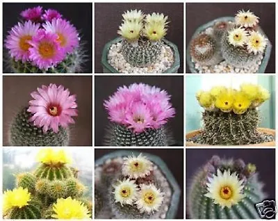 NOTOCACTUS MIX VARIETY MIXED Parodia Rare Cactus Cacti Flowering Seed 1000 SEEDS • $29.99