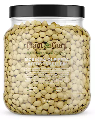 2500 Moringa Oleifera Seeds Kernel 2 Lbs. Jar Bulk SHELLED Fresh • $35.50